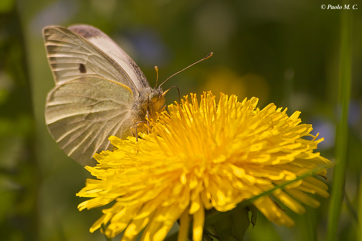 Aiuto identificazione. Pieris napi?